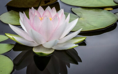 How do I know if I’m a Highly Sensitive Person (HSP)?